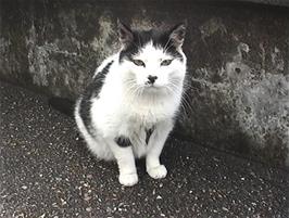 The friendly cat outside Ullapool Youth Hostel that Michael, perhaps unkindly, named Manky